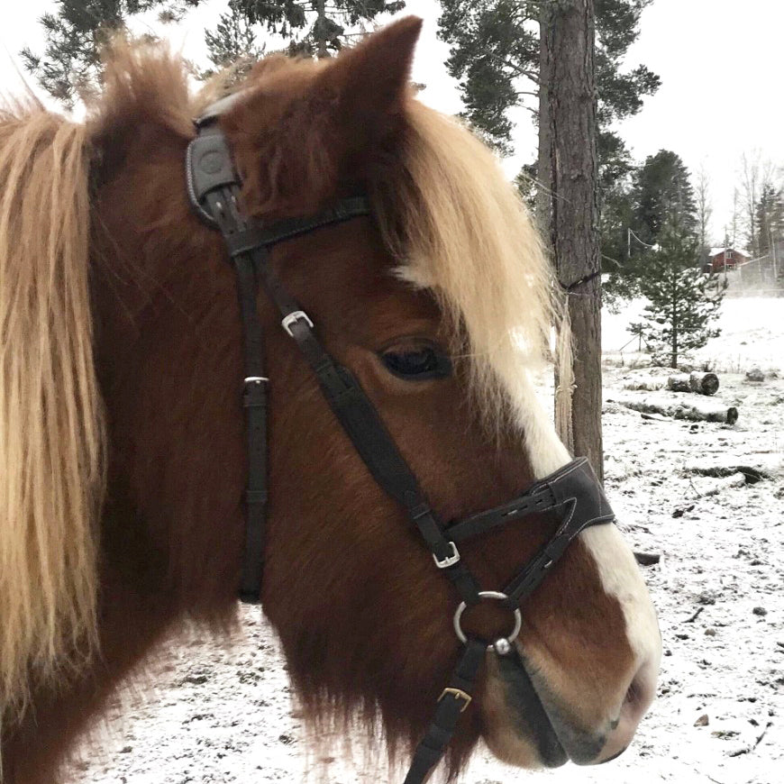 AmicA Bridle