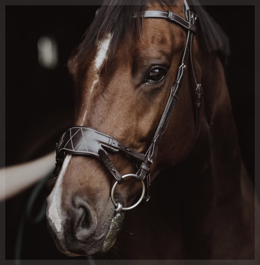 AmicA Bridle